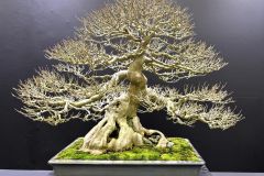 maple-bonsai-tree-009