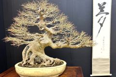 maple-bonsai-tree-010