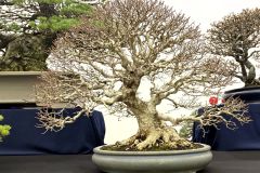 maple-bonsai-tree-011