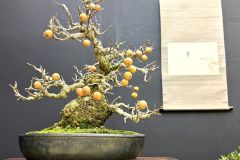 pear-bonsai-tree-003