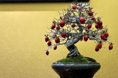 persimmon-bonsai-tree-011