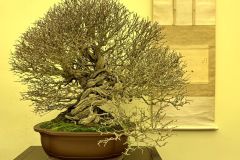 pomegranate-bonsai-tree-004