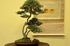 satsuki-azalea-bonsai-tree-007