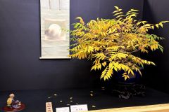 wax-tree-bonsai-001