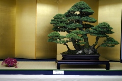 五葉松盆栽 瑞祥 japanese white pine zuisho