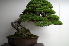 五葉松盆栽 瑞祥 japanese white pine zuisho