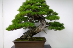 五葉松盆栽 瑞祥 japanese white pine zuisho