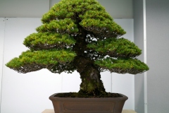 五葉松盆栽 瑞祥 japanese white pine zuisho