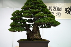 五葉松盆栽 瑞祥 japanese white pine zuisho