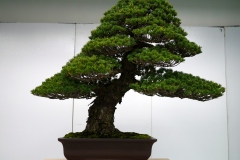 五葉松盆栽 瑞祥 japanese white pine zuisho