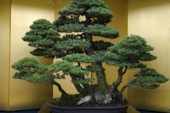 五葉松盆栽 瑞祥 japanese white pine zuisho