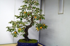 柿盆栽 persimmon