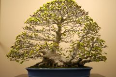 ブナ盆栽 銘「臥龍」japanese Beech named Garyu