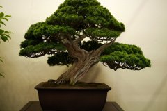 真柏盆栽 chinese juniper