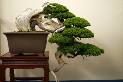 真柏盆栽 chinese juniper