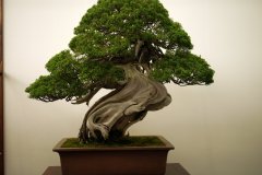 真柏盆栽 chinese juniper