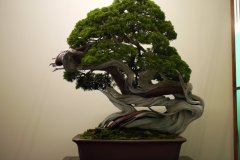 真柏盆栽 chinese juniper