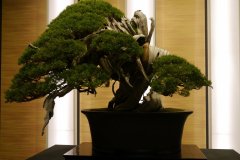 真柏盆栽 銘「飛龍」 chinese juniper named  Hiryu