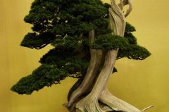 真柏盆栽 銘「仙龍」chinese juniper named Senryu