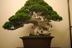 真柏盆栽 chinese juniper