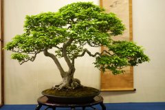 イワシデ盆栽 iwashide ( korean Hornbeam )