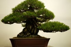 黒松盆栽 japanese black pine