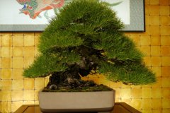 黒松盆栽 japanese black pine