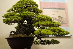 五葉松盆栽 japanese white pine