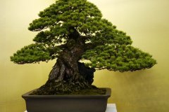 五葉松盆栽 japanese white pine