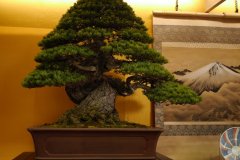 五葉松盆栽 銘「天帝の松」japanese white pine named Tentei no Matsu