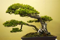 五葉松盆栽 japanese white pine