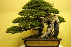 五葉松盆栽 japanese white pine