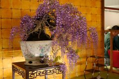 藤盆栽 japanese wisteria