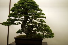 蝦夷松盆栽 ezo spruce