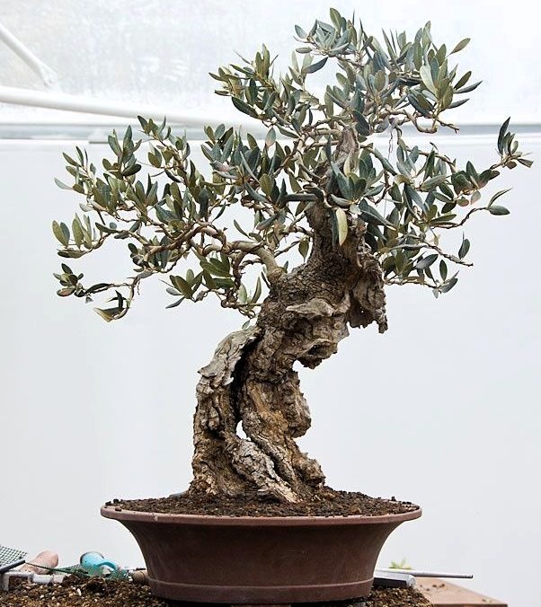 olive bonsai